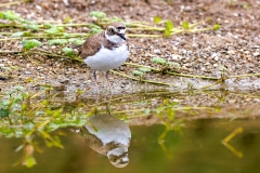 Kleine-plevier-36_Little-Ringed-Plover_Charadrius-dubiu_P5A4368