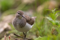 Oeverloper-12_Common-Sandpiper_Actitis-hypoleucos_Z4T0802