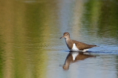 Oeverloper-16_Common-Sandpiper_Actitis-hypoleucos_49C7360