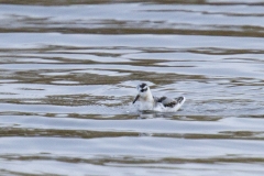 Rosse-Franjepoot-01_Red-Phalarope_Phalaropus-fulicarius_IMG_7517