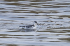 Rosse-Franjepoot-02_Red-Phalarope_Phalaropus-fulicarius_IMG_7531