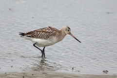 Rosse-Grutto-01_Bar-tailed-Godwit_Limosa-lapponica_BZ4T4875