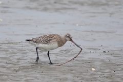 Rosse-Grutto-04_Bar-tailed-Godwit_Limosa-lapponica_BZ4T4910_1