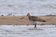 Rosse-Grutto-05_Bar-tailed-Godwit_Limosa-lapponica_BZ4T7285