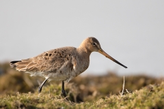 Rosse-Grutto-06_Bar-tailed-Godwit_Limosa-lapponica_BZ4T8462