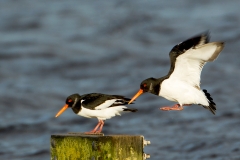 Scholekster-01_Eurasian-Oystercatcher_Haematopus-ostralegus_49C7028