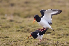 Scholekster-04_Eurasian-Oystercatcher_Haematopus-ostralegus_BZ4T8565