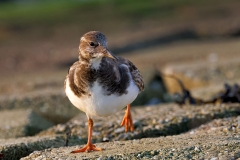 Steenloper-15_Ruddy-Turnstone_Arenaria-interpres_P5A4650