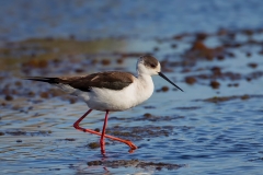 Steltkluut-01_Black-winged-Stilt_Himantopus-himantopus_49C6888_2