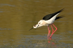 Steltkluut-07_Black-winged-Stilt_Himantopus-himantopus_BZ4T3145