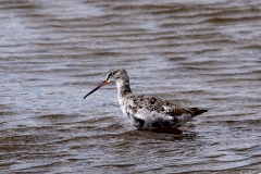 Zwarte-Ruiter-06_Spotted-Redshank_Tringa-erythropus_IMG_1794