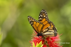 Monarch-vlinder-02_Monarch-Butterfly_Danaus-plexippus_5L8A7353