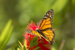 Monarch-vlinder-01_Monarch-Butterfly_Danaus-plexippus_5L8A7338