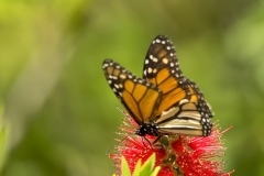 Monarch-vlinder-02_Monarch-Butterfly_Danaus-plexippus_5L8A7353