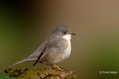 Baardgrasmus-24_-Subalpine-Warbler_Sylvia-cantillans_P5A4083