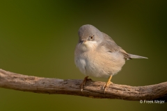 Baardgrasmus-25_-Subalpine-Warbler_Sylvia-cantillans_P5A4053