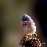 Baardgrasmus-27_-Subalpine-Warbler_Sylvia-cantillans_P5A0941