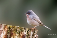 Baardgrasmus-28_-Subalpine-Warbler_Sylvia-cantillans_P5A0942