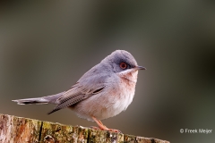 Baardgrasmus-29_-Subalpine-Warbler_Sylvia-cantillans_P5A0945