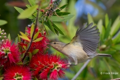 Canarische-Tjiftjaf-11_Canary-Islands-Chiffchaff_Phylloscopus-canariensis_Z4T6622