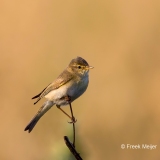 Fitis-01_Willow-Warbler_Phylloscopus-trochilus_49C7636_1