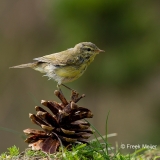 Fitis-07_Willow-Warbler_Phylloscopus-trochilus_MG_2609