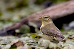 Fitis-09_Willow-Warbler_Phylloscopus-trochilus_11I0336