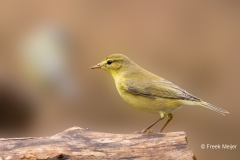 Fitis-17_Willow-Warbler_Phylloscopus-trochilus_P5A4604