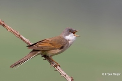 Grasmus-01_Common-Whitethroat_Sylvia-communis_49C7270_2