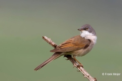 Grasmus-02_Common-Whitethroat_Sylvia-communis_49C7274