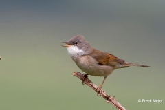 Grasmus-04_Common-Whitethroat_Sylvia-communis_49C7283