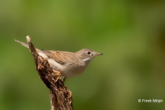 Grasmus-08_Common-Whitethroat_Sylvia-communis_11I7985