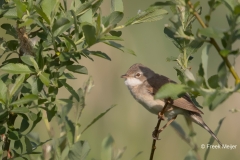 Grasmus-09_Common-Whitethroat_Sylvia-communis_9E8A1226