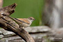 Grasmus-10_Common-Whitethroat_Sylvia-communis_AD9A3988