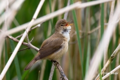 Kleine-Karekiet-03_Eurasian-Reed-Warbler_Acrocephalus-scirpaceus_BZ4T3678_1