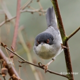 Kleine-Zwartkop-15_Sardinian-Warbler_Sylvia-melanocephalas_P5A7017