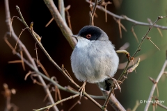 Kleine-Zwartkop-16_Sardinian-Warbler_Sylvia-melanocephalas_P5A7162