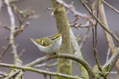 Pallas-Boszanger-01_Pallas-Leaf-Warbler_Phylloscopus-proregulus_BZ4T6408