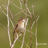 Rietzanger-01_Sedge-Warbler_Acrocephalus-schoenobaenus_IMG_0828