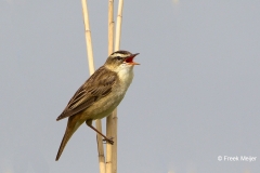 Rietzanger-02_Sedge-Warbler_Acrocephalus-schoenobaenus_49C7239_1