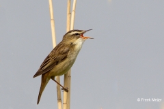 Rietzanger-03_Sedge-Warbler_Acrocephalus-schoenobaenus_49C7243_1