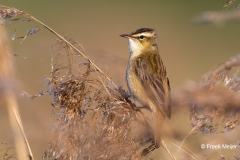 Rietzanger-04_Sedge-Warbler_Acrocephalus-schoenobaenus_49C6766_1