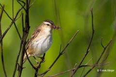 Rietzanger-05_Sedge-Warbler_Acrocephalus-schoenobaenus_49C8326_1