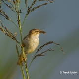 Rietzanger-06_Sedge-Warbler_Acrocephalus-schoenobaenus_49C8733