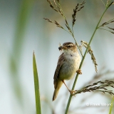 Rietzanger-07_Sedge-Warbler_Acrocephalus-schoenobaenus_49C8742