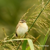 Rietzanger-08_Sedge-Warbler_Acrocephalus-schoenobaenus_49C8772