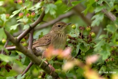 Sprinkhaanzanger-01_Common-Grasshopper-Warbler_Locustella-naevia_IMG_1257