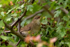 Sprinkhaanzanger-02_Common-Grasshopper-Warbler_Locustella-naevia_IMG_1259_1