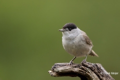 Zwartkop-25_Eurasian-Blackcap_Sylvia-atricapilla_11I3247