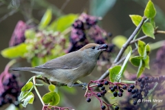 Zwartkop-26_Eurasian-Blackcap_Sylvia-atricapilla_11I3872